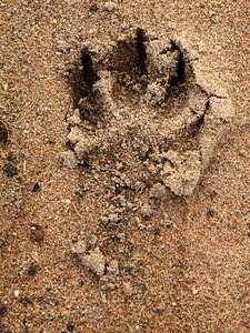 Sand paw trace photo