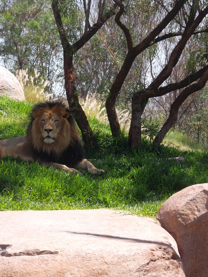 Big cat lion carnivore photo