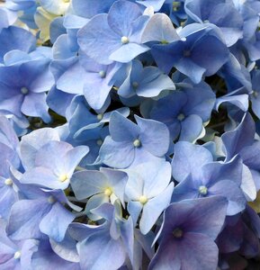 Hydrangea flowers blue photo