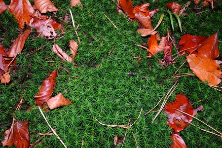 Red brown brown forest photo