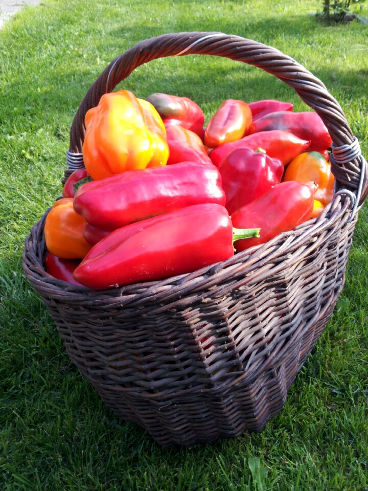 Basket harvest red pepper