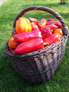 Basket harvest red pepper photo