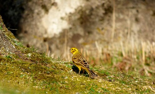 Bird yellow bird garden photo