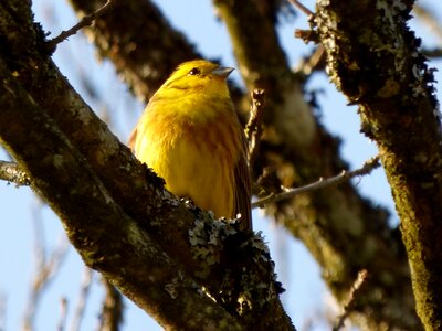 Yellow bird tree branch photo