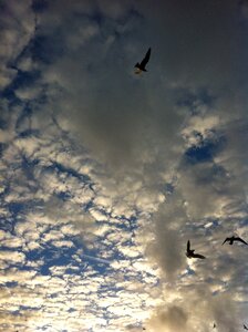 Seagull clouds birds