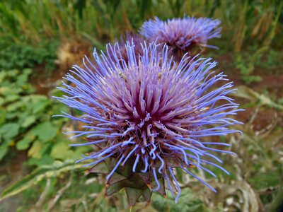 Flower nature autumn