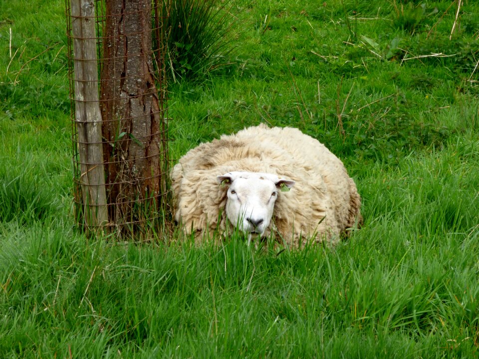 Animal pasture grass