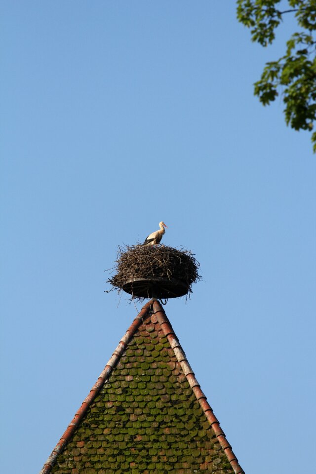 Storks breed rattle stork