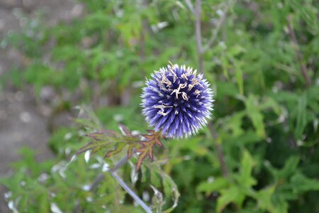 Thistle scotch plant