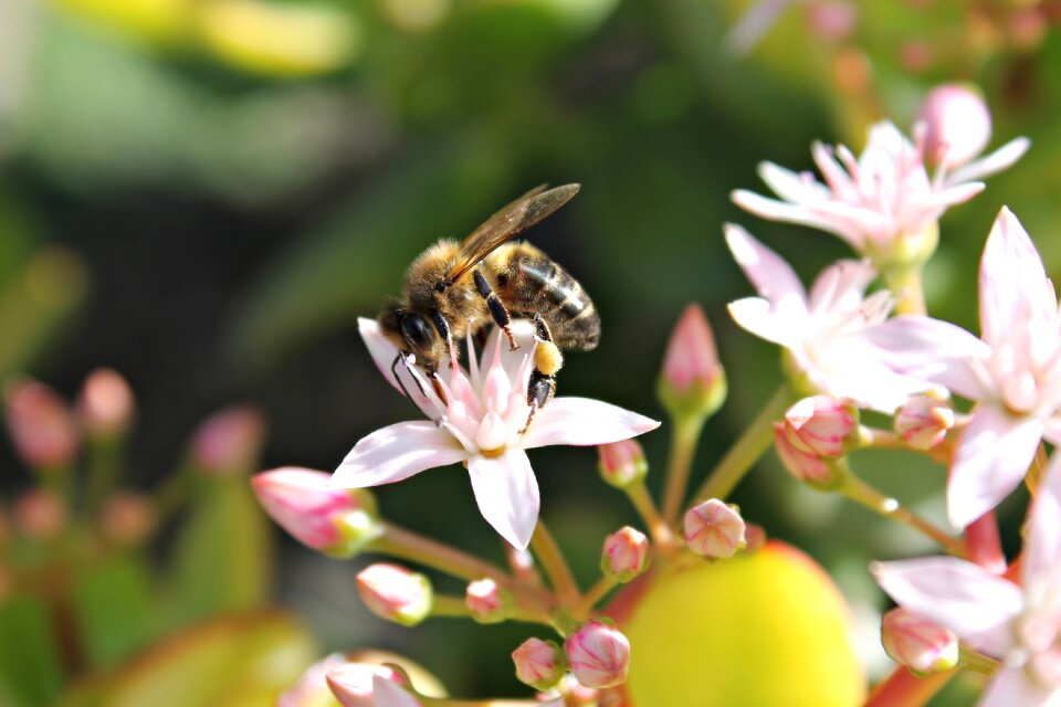 Pollen pollinate pollination
