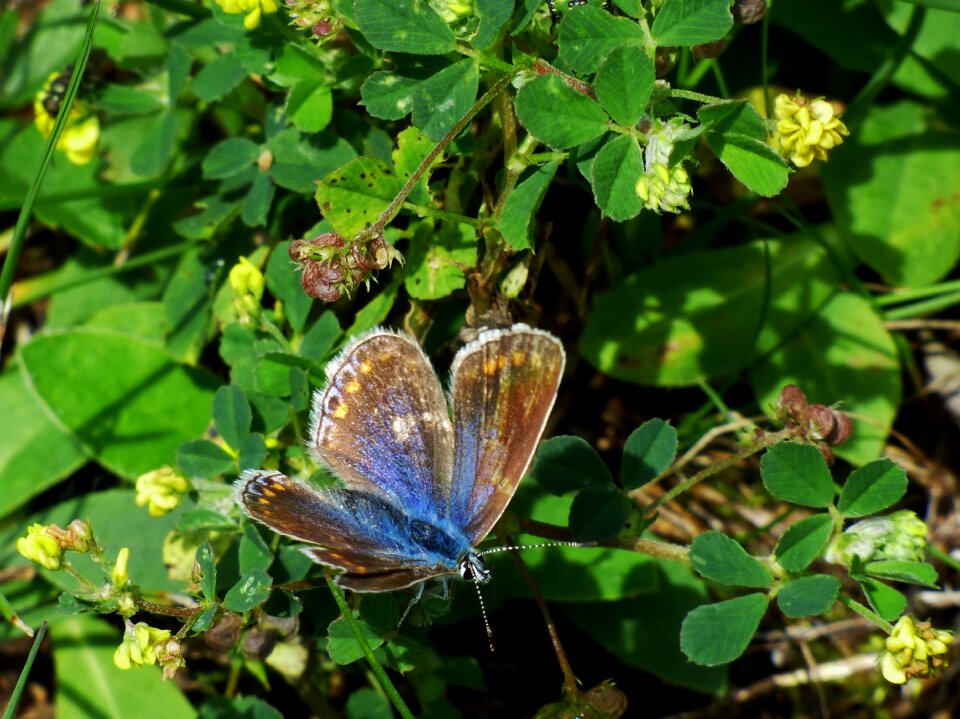 Butterfly blue butterfly bug