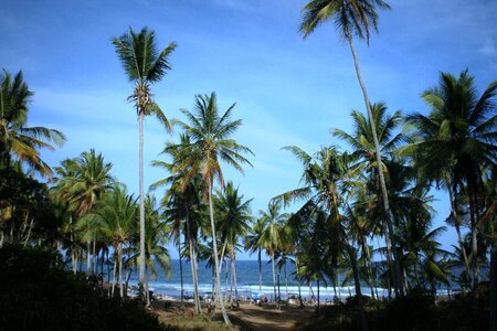 Coconut trees cottage bahia photo