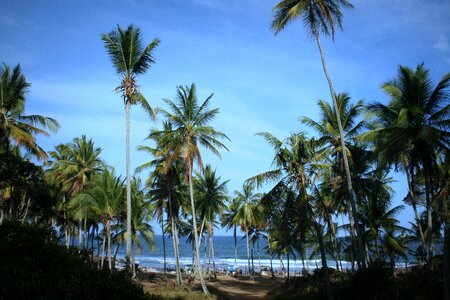 Coconut trees cottage bahia