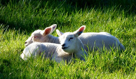 Grass spring sheep photo