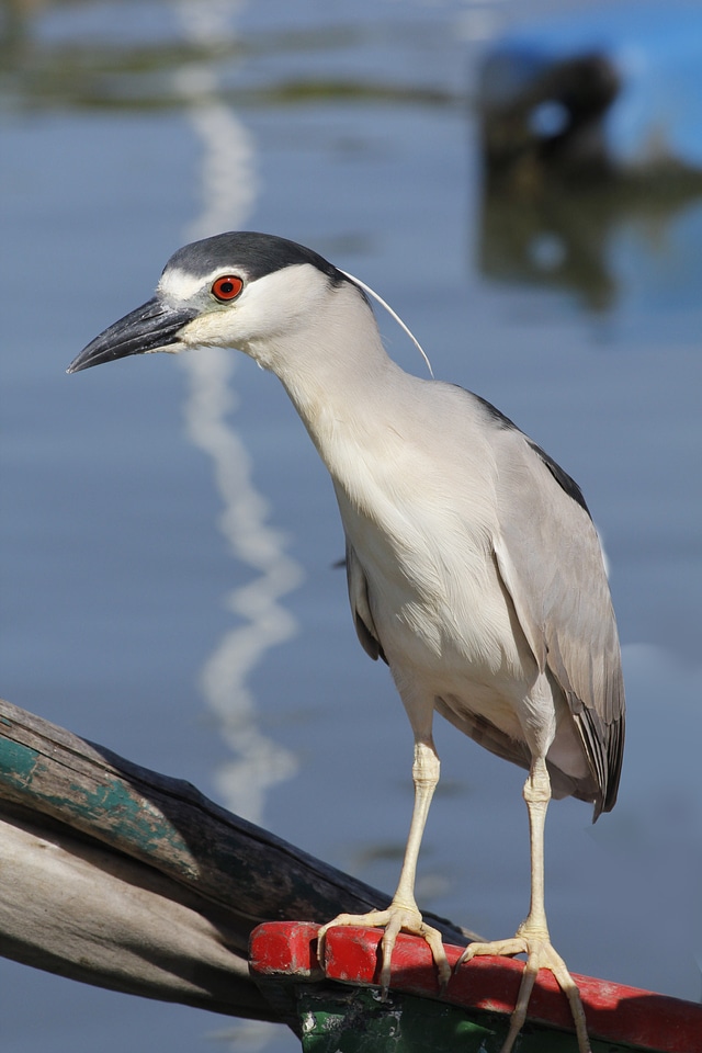 Black-crowned fauna avian