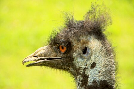 Ostrich farm creature bill photo