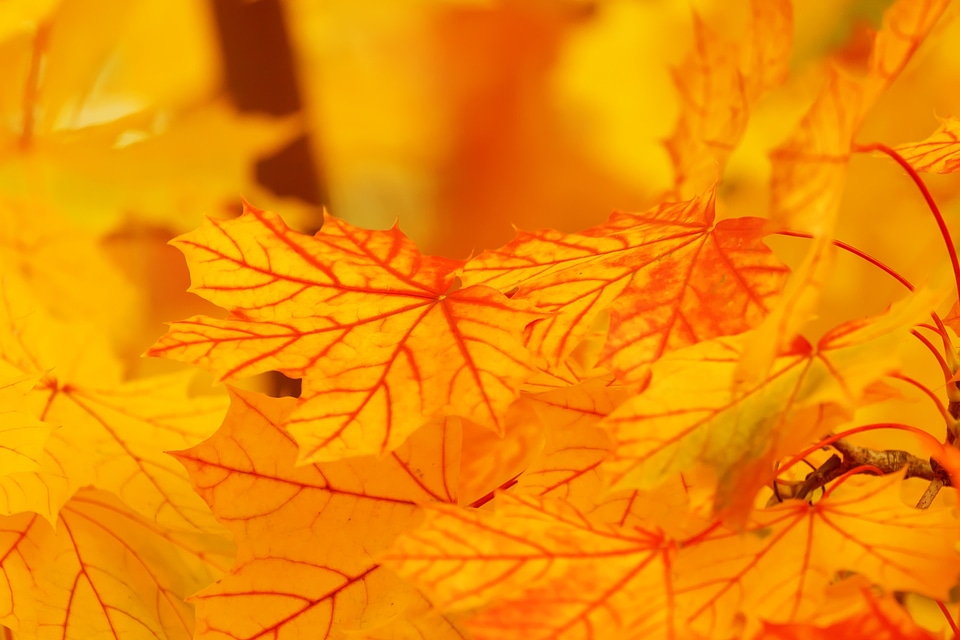 Color fall leaf