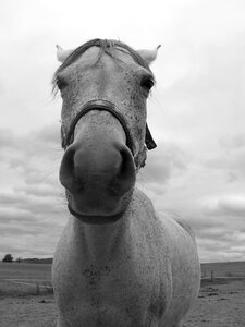 Head snout nose photo