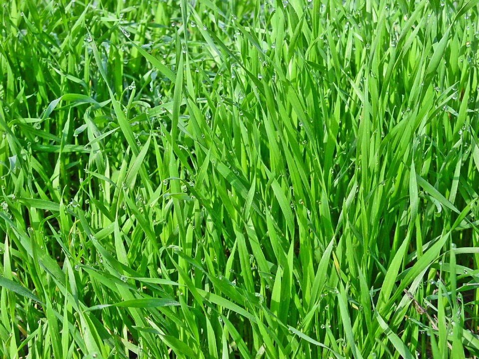 Nature green grass closeup
