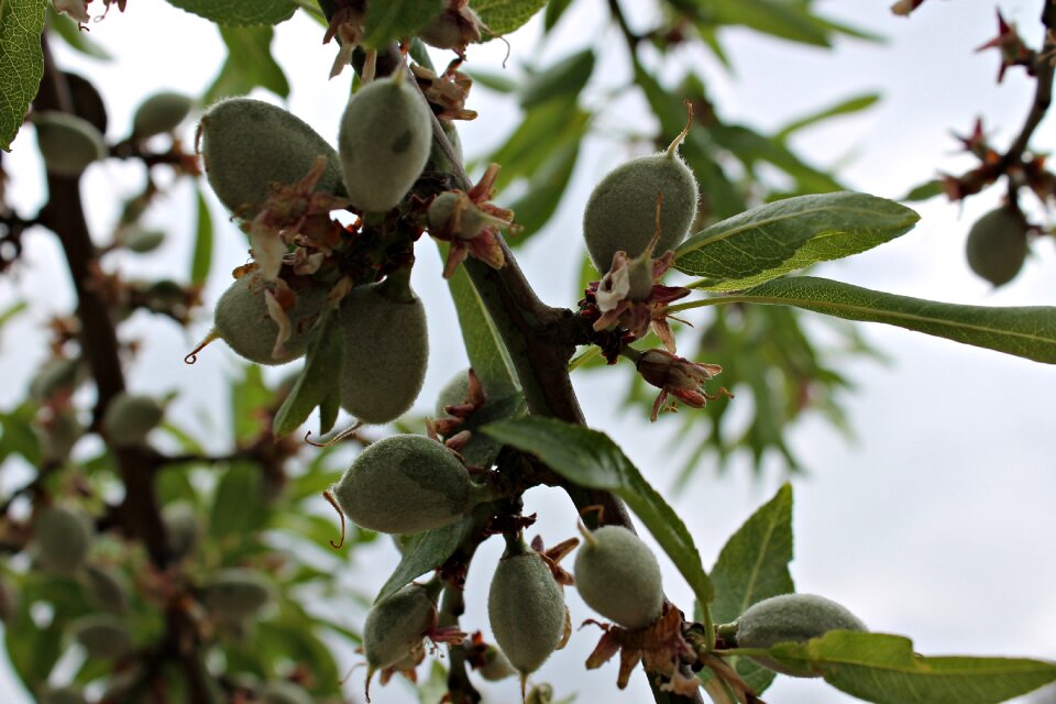 Almond fruits autumn