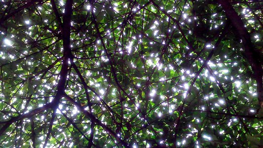 Nature forest foliage
