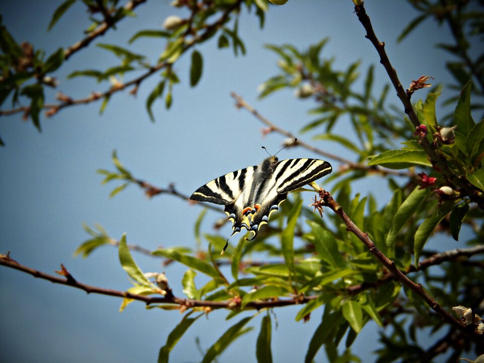 Branch tree landscape