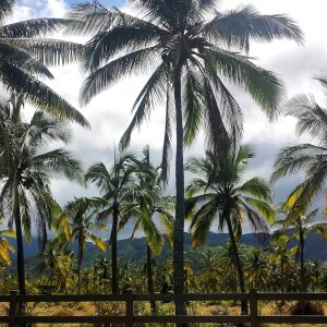 Hawaii nature