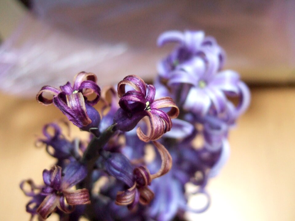 Blossom bloom lilac