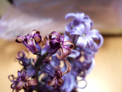 Blossom bloom lilac