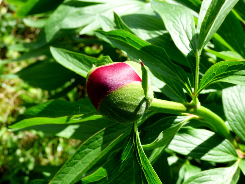 Flower bud garden purple