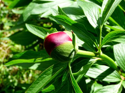 Flower bud garden purple