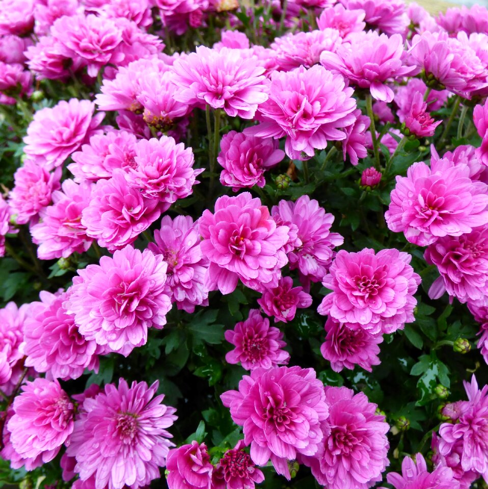 Purple autumn flowers