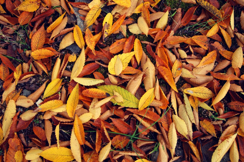 Wood leaf the leaves