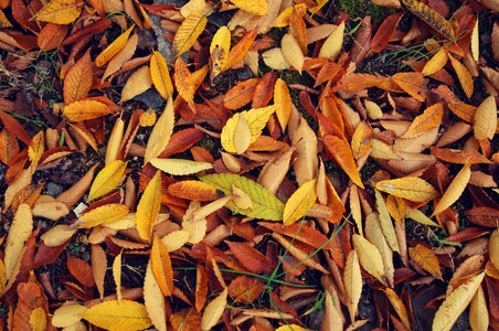 Wood leaf the leaves