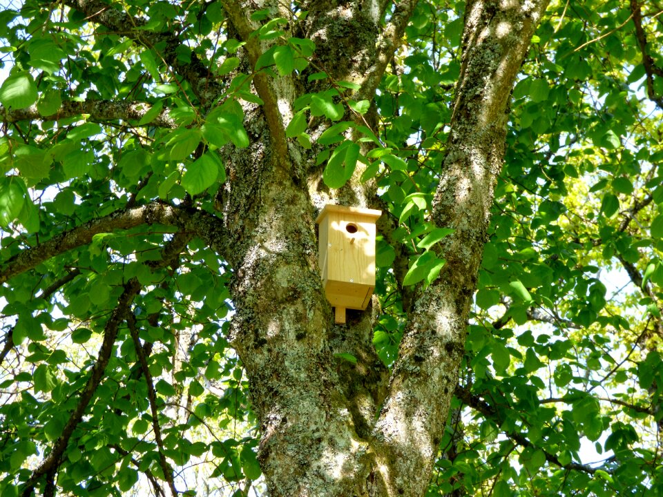 Birdhouse tree leaves