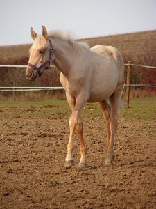 Gold halter pen