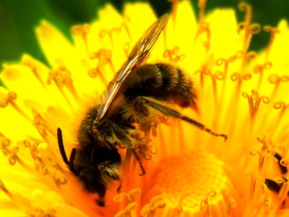 Nature spring macro