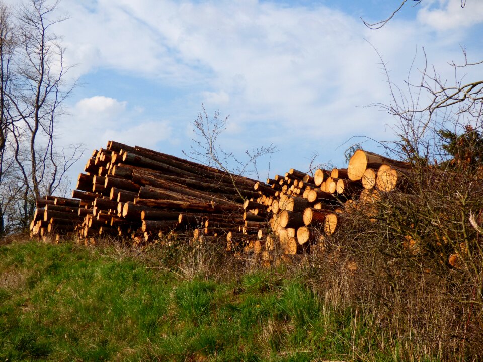 Timber forest serrated
