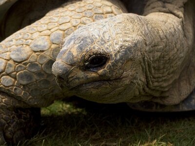 Endangered herbivore slow