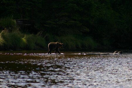 Wilderness wildlife nature photo