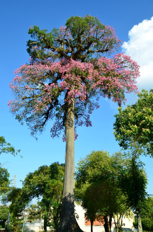 Ceiba speciosa curitiba paraná