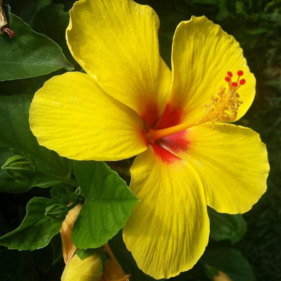 Beauty nature floral