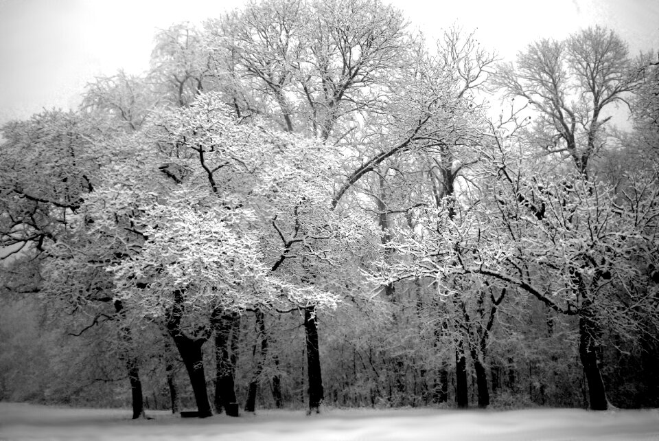 White nature black and white