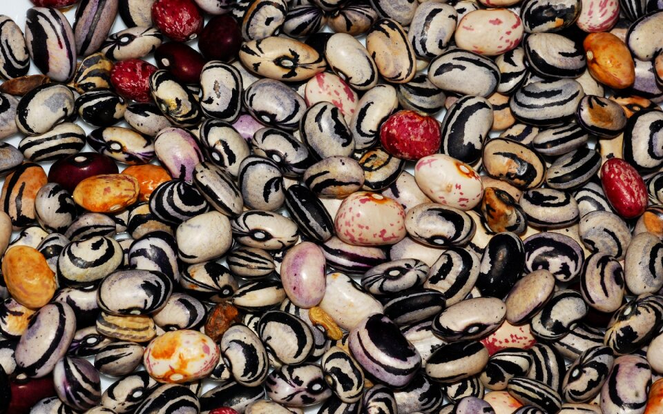 Seed close up macro