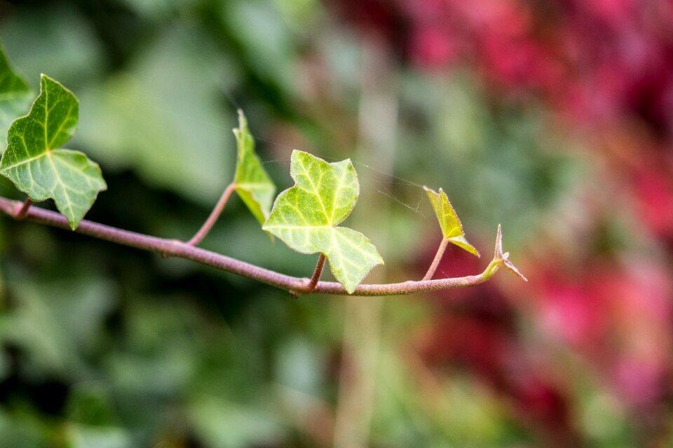 Leaves in the autumn fall foliage yellow