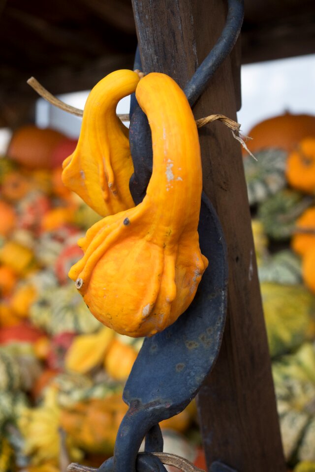 Yellow gourd decoration