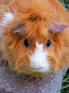 Redheaded head portrait