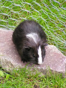 Cub baldness black and white
