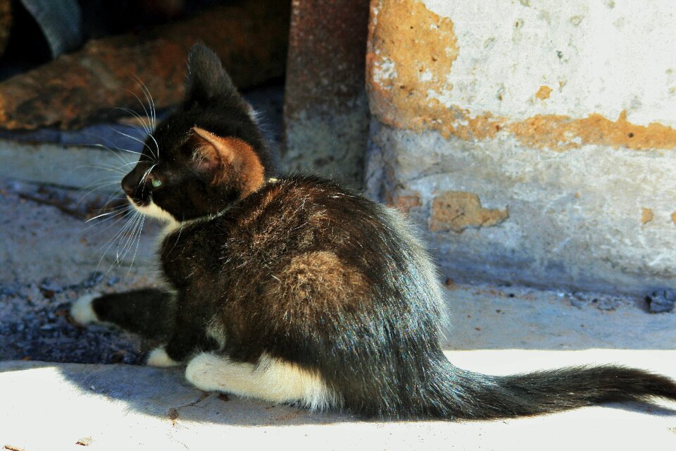 Black white timid