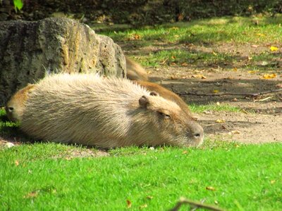 Grass rest zoo
